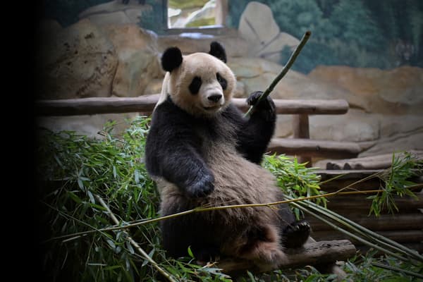 Yuan Meng, le 23 juillet dernier. 