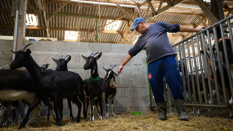 En Loire-Atlantique, des détenus en fin de peine se réinsèrent pas à pas à la ferme