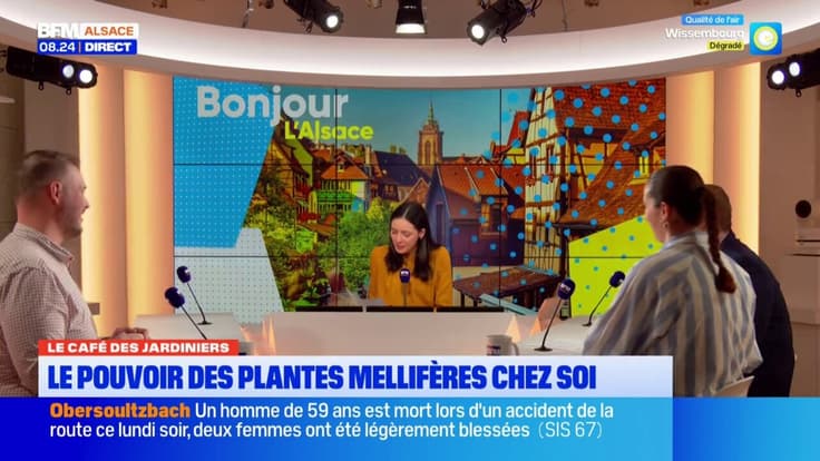 Le Café des Jardiniers: le pouvoir des plantes mellifères chez soi