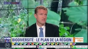 "En Ile-de-France, c'est 25% à 40% des espèces qui sont menacées", déplore Jean-Philippe Dugoin-Clément, vice-président de la région en charge de l'écologie, invité de BFM Paris