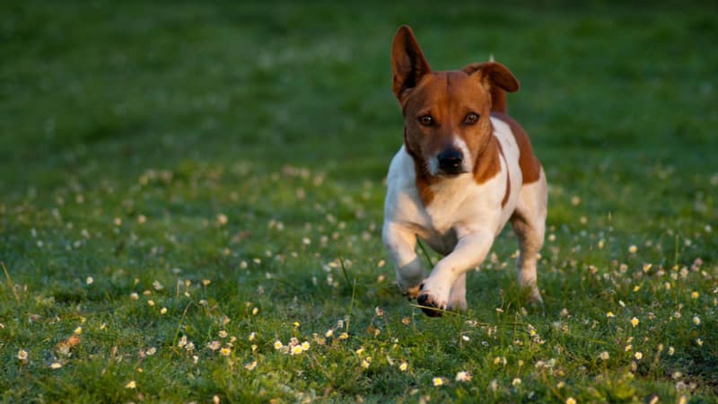 La propriétaire d'un Jack Russel a été verbalisée après que son chien ait uriné dans la rue à Mandelieu (Alpes-Maritimes).