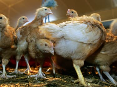 Un élevage de poulets, image d'illustration.