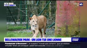 Belgique: un lion du Bellewaerde Park a tué une lionne qui venait de rejoindre le parc 
