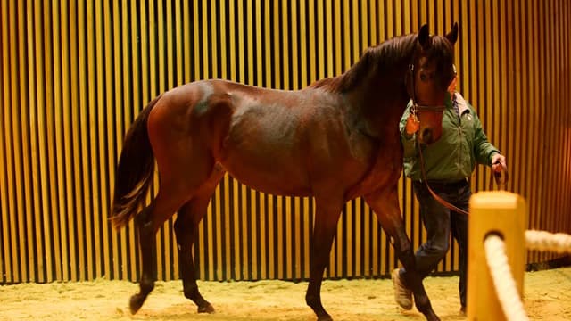 La société Arqana qui organise la vente de Deauville est le deuxième acteur européen du secteur.