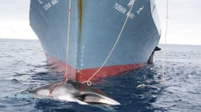 Un bateau japonais pêchant la baleine