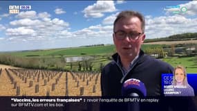 Des producteurs parient sur le réchauffement climatique pour planter des vignes dans le Pas-de-Calais