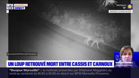Parc des Calanques: un loup retrouvé mort entre Cassis et Carnoux