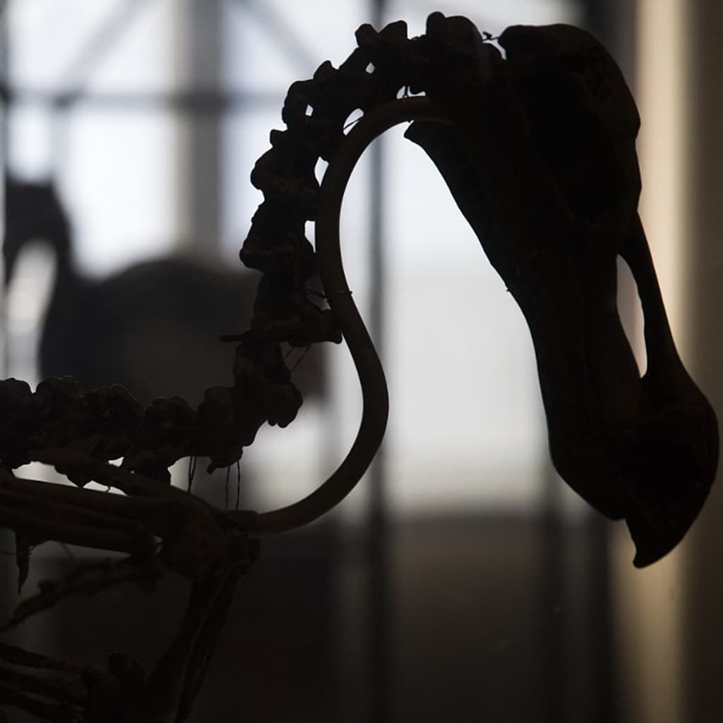 Des scientifiques américains veulent ressusciter le dodo