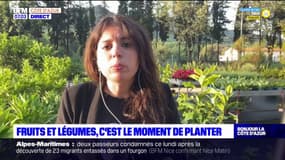 Côte d'Azur: c'est le moment de planter ses fruits et légumes