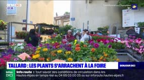 Tallard: les habitants ravis de la foire aux plants