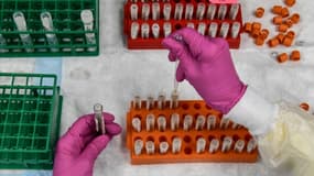 Un technicien de laboratoire manipule des échantillons sanguins dans le cadre du développement d'un vaccin contre le coronavirus, au Research Centers of America à Hollywood en Floride, le 13 août 2020