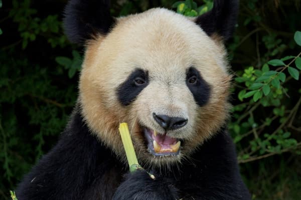 Yuan Meng, le premier panda né en France en 2017 a quitté le ZooParc de Beauval (Loir-et-Cher) pour rejoindre la Chine
