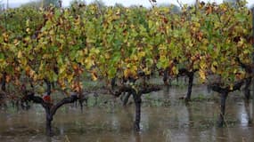 Des vignes inondées après le passage de la tempête Ciaran à Portets, en Gironde, le 3 novembre 2023