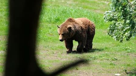 Les propriétaires de plants clandestins de marijuana au Canada avaient "engagé" des ours pour garder leur précieux bien, mais ces derniers, abondamment nourris de viande pour chien, n'ont pas bougé lorsque les policiers sont arrivés pour démanteler ces pl