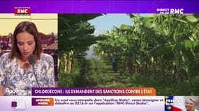 Le chlordécone était utilisé dans les bananeraies