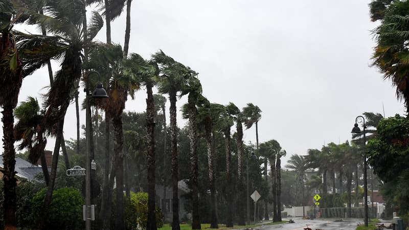 Palmiers sous le vent et la pluie le 28 septembre 2022 à Saint Petersburg, en Floride (États-Unis)