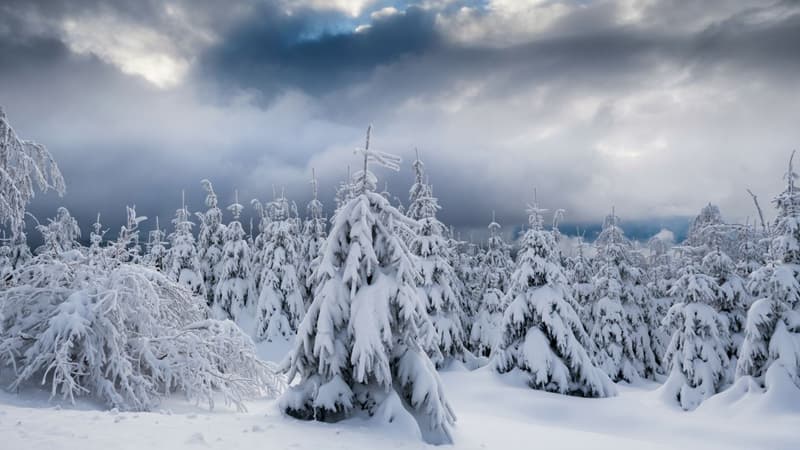 A picture taken on December 1, 2017 shows trees of the forest covered in snow by the road, in Natzwiller, eastern France.