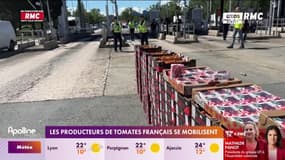 Les producteurs de tomates français se mobilisent