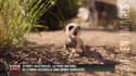 Les images de cinq bébés suricates adorables en Australie