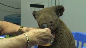 Incendies: un koala sur trois aurait péri dans la région de Sydney  