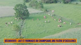 DÉCOUVERTE : Lait et fromages du Champsaur, une filière d'excellence