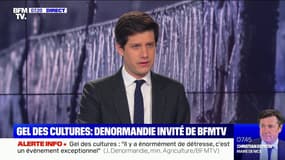 Gel des cultures: Julien Denormandie confirme que le régime des calamités agricoles va être lancé