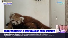 Zoo de Mulhouse: deux bébés pandas roux sont nés