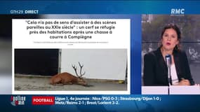 Cerf épuisé après une chasse à courre: "Courir après un animal jusqu'à l'épuisement, ce n'est pas normal" selon Daniel, auditeur RMC