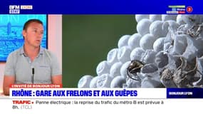 Rhône: gare aux attaques de frelons et aux guêpes 