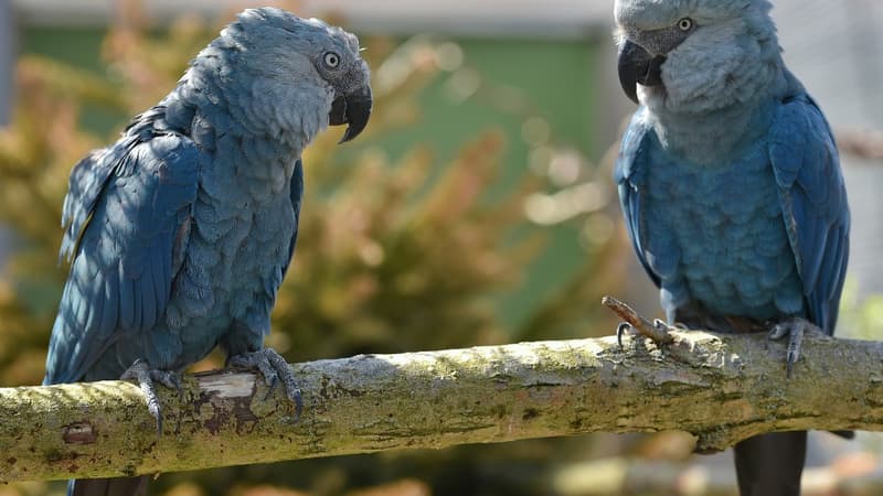 Deux aras de Spix, perroquets bleus menacés d'extinction en avril 2014 (Photo d'illustration).
