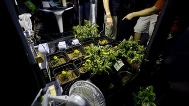 Une étude estime que la légalisation du cannabis rapporterait de l'argent à l'Etat.