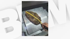 C'est Daniel Castejon, ostréiculteur à Port-Saint-Louis-du-Rhône (Bouches-du-Rhône) qui a découvert cette huître de 2,360 kg. 