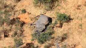 Le mystère autour de la mort d'au moins 275 éléphants au Botswana 