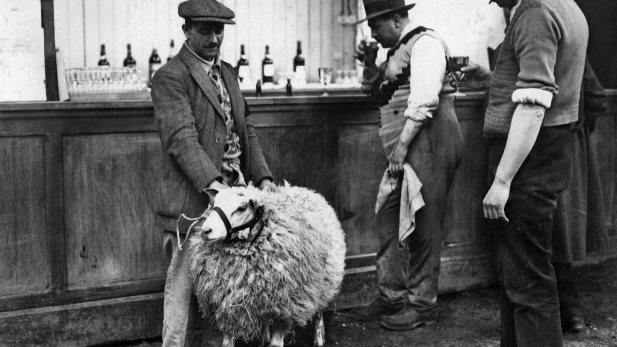 Un éleveur tient un de ses moutons, en mars 1934 à Paris dans une buvette lors du concours agricole.