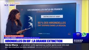 La grande extinction des hirondelles en Ile-de-France
