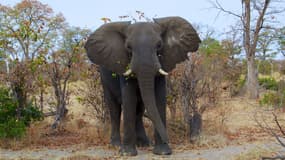 Des éléphants tuent cinq personnes dans l'est de l'Inde - Lundi 21 mars 2016