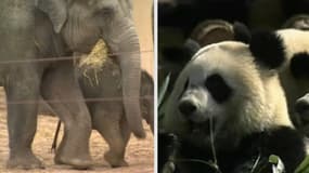 Lémuriens, éléphants, pandas… Pourquoi ces animaux pourraient disparaître