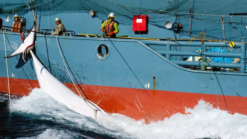 Des pêcheurs japonais harponnent une baleine le 15 février 2013, dans l'océan Antarctique.