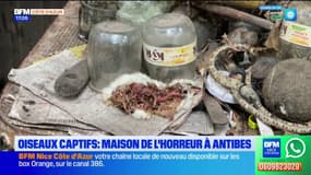 Antibes: le sauvetage des oiseaux dans la maison de l'horreur reporté 
