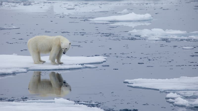 Un ours polaire en Norvège le 17 juillet 2020