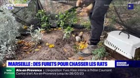 Marseille: des furets pour chasser les rats