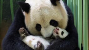 La panda femelle Huan Huan avec son petit "Fleur de coton", le 30 septembre 2021 au zoo de Beauval 