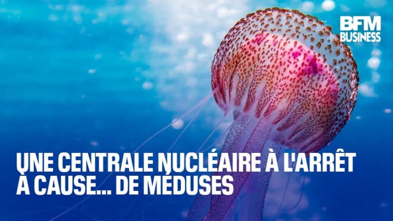 Une centrale nucléaire à l'arrêt à cause... de méduses