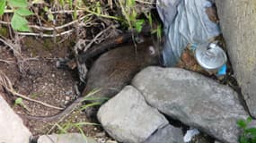 Les rats affectionnent particulièrement la compagnie des ordures.