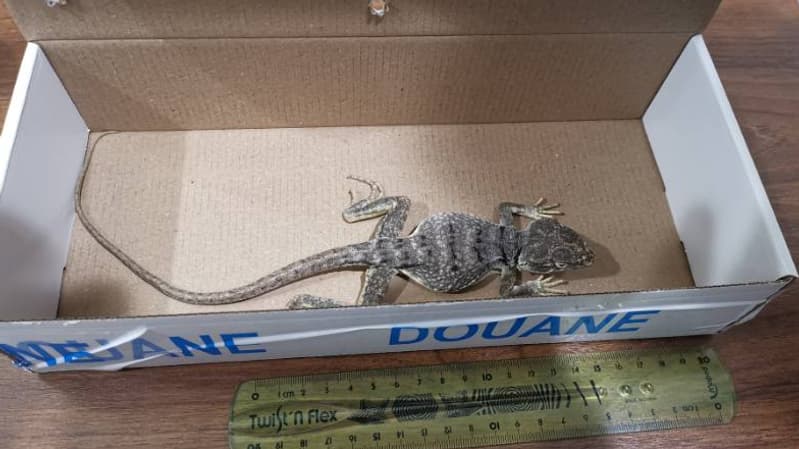 Un lézard protégé intercepté Un lézard protégé intercepté