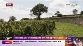 Pesticides : une étude très attendue par les viticulteurs 