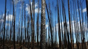 Les restes d'arbres carbonisés après un incendie à Fort McMurray, dans la province d'Alberta au Canada le 04 juin 2016.