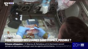 Sciences: faire pousser des légumes dans l'espace pour faire des économies, une solution envisageable ? 