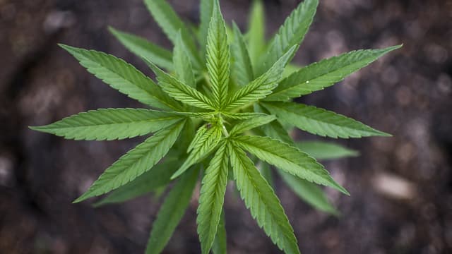 En dépit d'une concurrence de plus en plus marquée, GWPharma continue d'investir dans le cannabis thérapeutique. (image d'illustration)