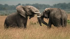 Des éléphants dans une réserve, au Kenya. (photo d'illustration)